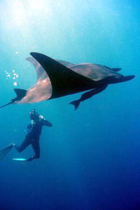 Giant pacific manta.jpg