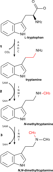 DMT biosynthetic pathway.png