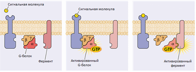 G-protein interections.png