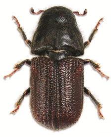 The mountain pine beetle.jpg