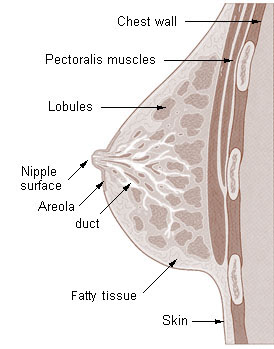 Illu breast anatomy.jpg