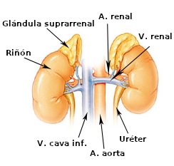 Glándula suprarrenal.png