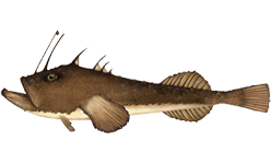 Lophius americanus.png