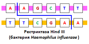 Участок узнавания рестриктазы Hind III