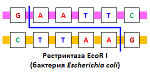 Участок узнавания рестриктазы EcoR I