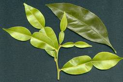 Ichang clemleaf.jpg