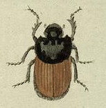 Onthophagus gibbulus.png