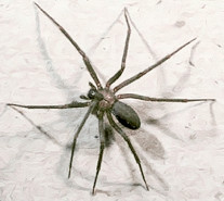 Loxosceles reclusa