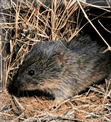 Prairie vole.gif