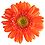 Gerbera white background.jpg