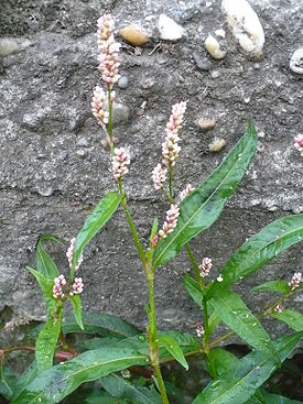 Persicaria maculosa 002.JPG