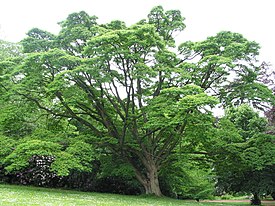 Phellodendron amurense JPG1a.jpg