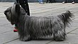 Skye terrier 865.jpg