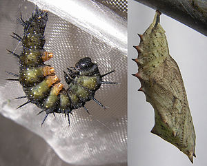 Vanessa-io-pronympha&pupa.jpg