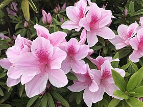 Azalea flowers 20190413.jpg