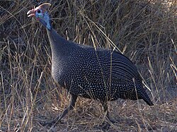 Helmeted guineafowl kruger00.jpg