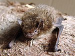 Pipistrellus nathusii.jpg