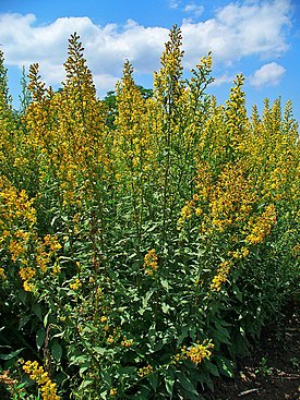 Solidago virgaurea 001.JPG