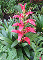 Guzmania wittmackii