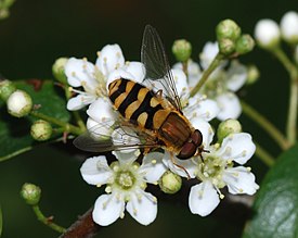 Syrphus May 2008-1.jpg