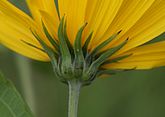 Helianthus tuberosus kz3.jpg