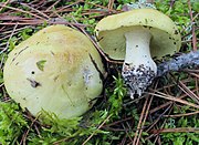 Tricholoma equestre 13076951.jpg