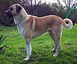 Anatolian shepherd dog.jpg