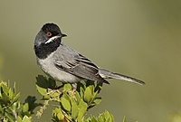 Ruppell's warbler.jpg