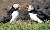 Atlantic Puffins, Scotland.jpg