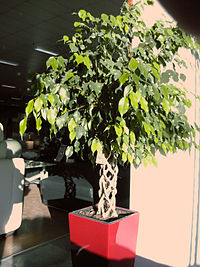 Ficus-benjamina.jpg