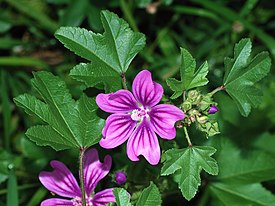 Mallow January 2008-1.jpg