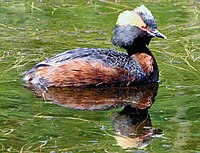 Podiceps auritus1.jpg