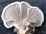 Schizophyllum commune G2.1.jpg