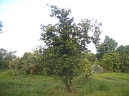 Soursop-tree-1480.jpg