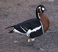 Branta ruficollis 2.jpg