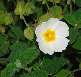 Cistus April 2008-1.jpg