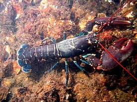 Европейский омар (Homarus gammarus)