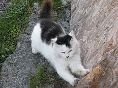 Kitler - 7026359043.jpg