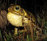 Bufo ictericus01b.jpg