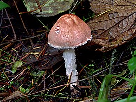 Lepiota subincarnata 117620.jpg