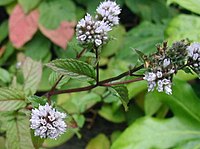 Mentha-piperita.JPG