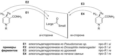 NAD-mediated reductions stereochemistry.png