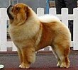 Chow-chow in Tallinn.JPG