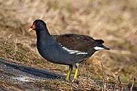 Common-Moorhen.jpg