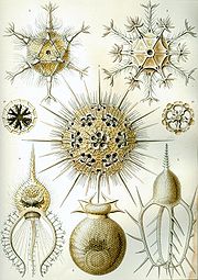 Haeckel Phaeodaria 1.jpg