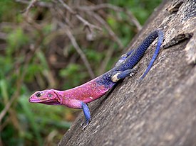 Обыкновенная агама (Agama agama)