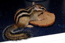 Chipmunk bread.jpg