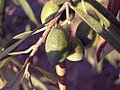 Olive-tree-fruit-august-0.jpg