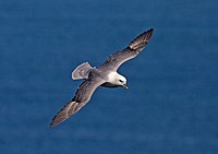 Northern-Fulmar.jpg