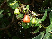 Anacardium occidentale 0002.jpg